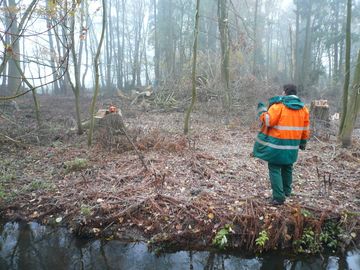 Nach Sturmschaden in Mathieshagen-Aufräumen