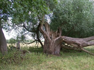 Der OU im Wege-Totholz in Mathieshagen