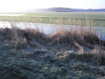 Grundwasserhochstände im Umfeld der Halde
