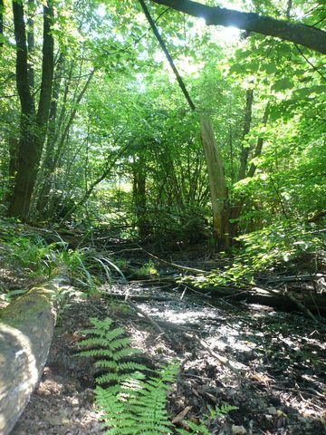 Der OU im Wege-Auwald mit Tümpel in Mathieshagen